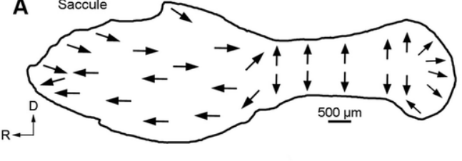 Hair Cell Orientation Figure
